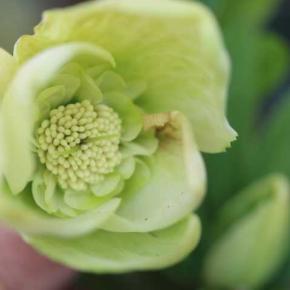 去年咲いたクリスマスローズ1