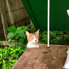 のらねこ急接近