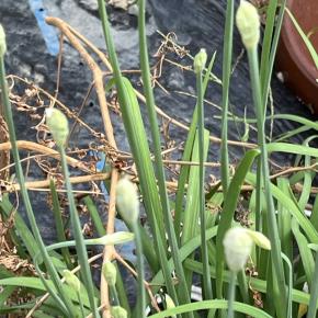 ニラ坊主との出会い