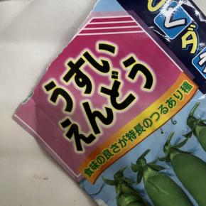 雨の朝、エンドウが顔を出す