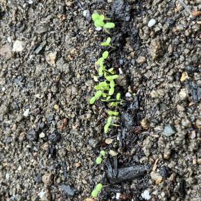 小さな双葉から、冬の食卓へ