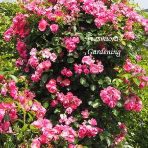 今朝のローズガーデンのバラ達