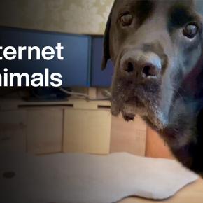 ペットが自分でオンラインにつながる世界 / Ilyena Hirskyj-Douglas