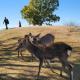 奈良公園／若草山⑤