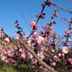 満開の偕楽園に行ってきた