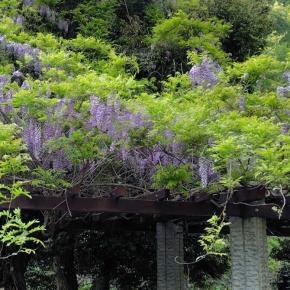 所々咲く藤の花を見ながら奥多摩湖の山梨県側から小河内ダムまでを観光