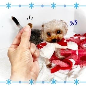 オモチャVSオヤツ勝者はどっち？