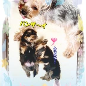 踊ってます(￣m￣〃)ぷぷっ!