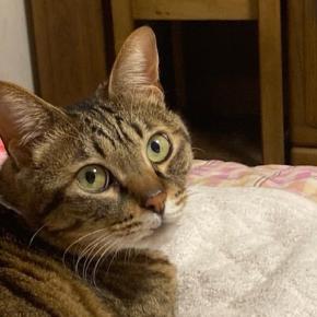 ガリちゃんの謎