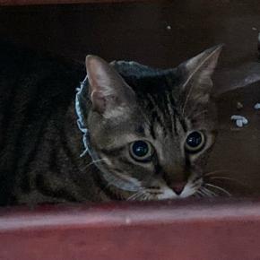 恒例！ガリちゃんの通院日