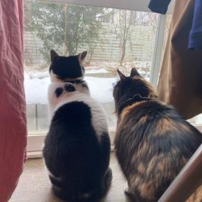 猫の予防注射と血液検査の結果