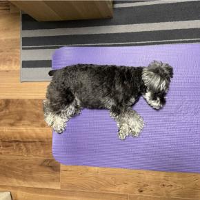 結局、リングフィットとフィットボクシング、どっちがいいんだろう