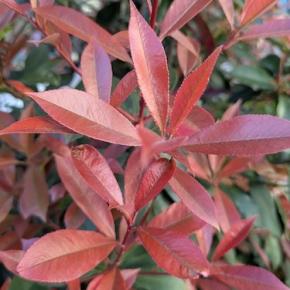 教師になってわかった語学が上達する勉強法