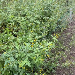 秋になっても草刈り🌿作業が続く