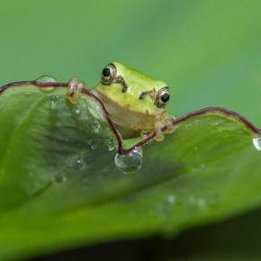 自然写真家より・・7月7日の撮影記録・（昆虫写真、植物写真、両生類写真）