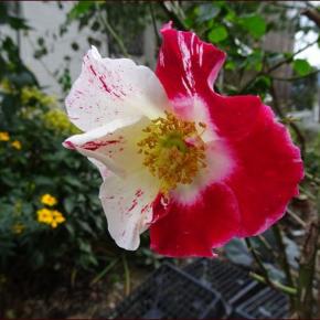 寒波の庭で★家庭菜園の費用対効果★冬のハイビスカス