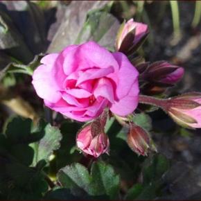 年末の庭仕事(1)★ワイヤー梯子現れる ★早くもミモザが美しい