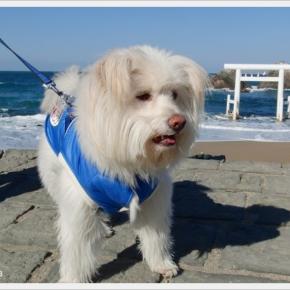 馬九行く2026年★玄関前花壇★ディアスシア・スーパー