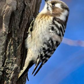 コゲラ 小啄木鳥 2025.12.31