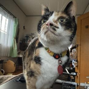 晴れ間を狙って初詣へ