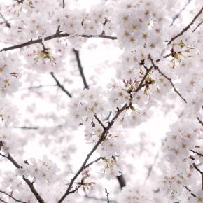 新高校1年生へ！ 中学と高校の違いを知っておきましょう！