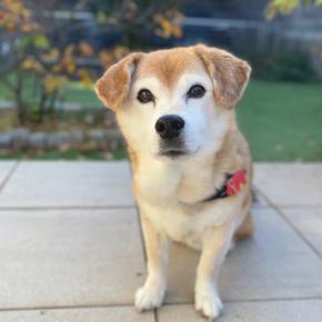 たろう、17歳になりました。