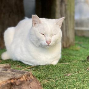 よく寝る白猫。