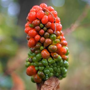 ★安曇野山麓にて風景や秋の実🍒 2025