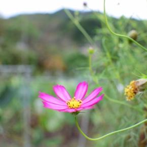 ご近所を秋散歩