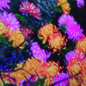 富山のぺこちゃんたちとチームラボ バイオヴォルテックス京都へ