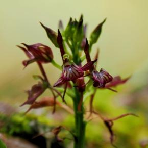 民宿「きん」……クモイジガバチなど