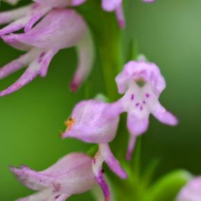 Mura Yado ARUMO……ミヤマモジズリなど