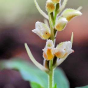 2025散歩㊿+5……ツユクサシュスランなど