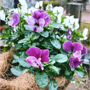 メリークリスマス！