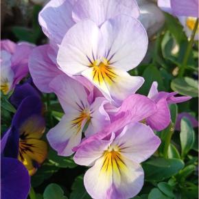 新年早々縁起が良いな♡