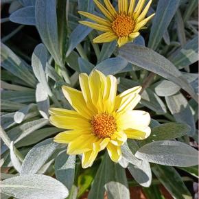 箱根駅伝＆バラの冬剪定＊アンジェラ