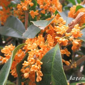 とつぜんに香る金木犀