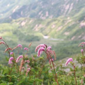 夏の八方尾瀬に咲く花