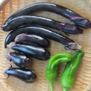 渋柿15個＆きょうの菜園作業