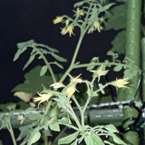 水耕栽培ミニトマト