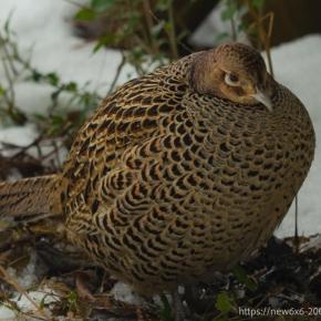 雉が裏庭で寛いでいた