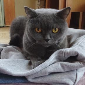 耳垢過多と潰瘍。