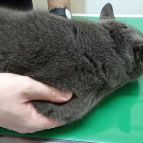 変形性関節症の治療（ソレンシア）。