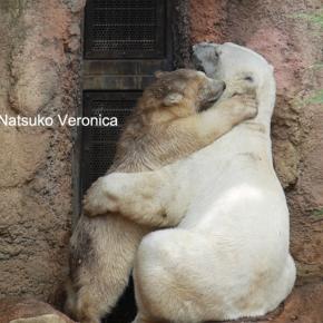 2025年に会えたホッキョクグマさんたち♪