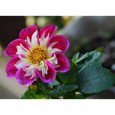 今日は近所だけ