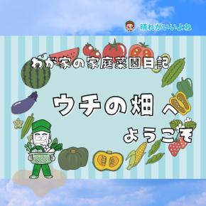 【ウチの畑】オクラの花が咲いてる！すごいな！秋の野菜たち