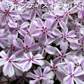 目土を入れるべきか？