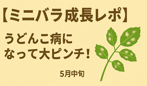 🌹【ミニバラ成長レポ】新芽にうどんこ病発生！？ベニカで応急処置！（5月中旬）