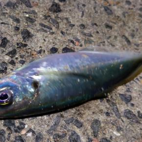 アジング報告、月下美人MXアジング710ML-S入魂！