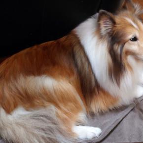 12月24日、こゆき10歳の誕生日